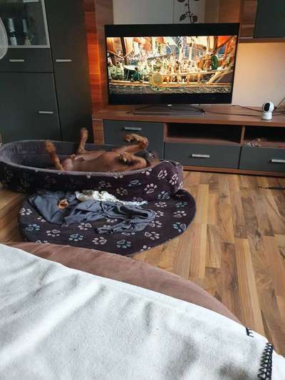 Rhodesian Ridgeback-Beitrag-Bild