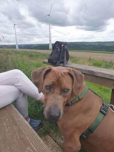 Rhodesian Ridgeback-Beitrag-Bild