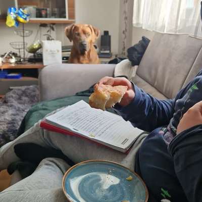 Rhodesian Ridgeback-Beitrag-Bild