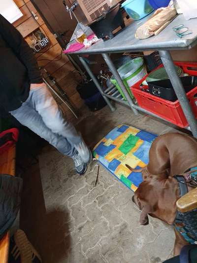 Rhodesian Ridgeback-Beitrag-Bild