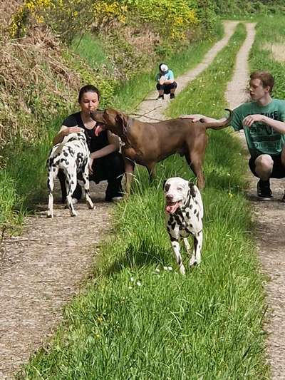 Rhodesian Ridgeback-Beitrag-Bild
