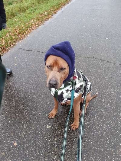 Rhodesian Ridgeback-Beitrag-Bild