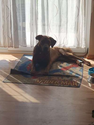 Rhodesian Ridgeback-Beitrag-Bild