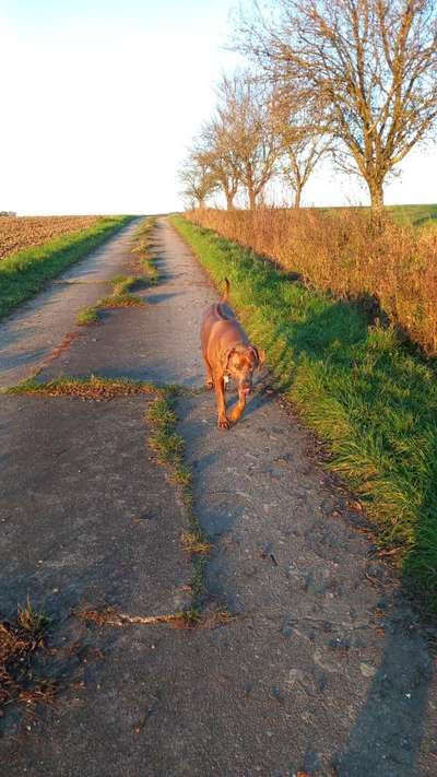 Rhodesian Ridgeback-Beitrag-Bild