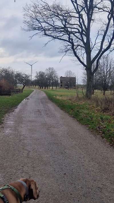 Rhodesian Ridgeback-Beitrag-Bild