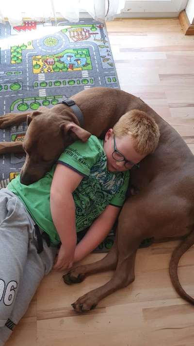 Rhodesian Ridgeback-Beitrag-Bild