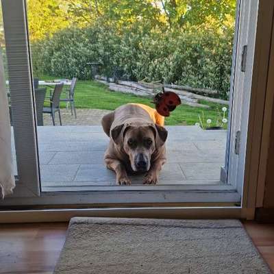 Rhodesian Ridgeback-Beitrag-Bild