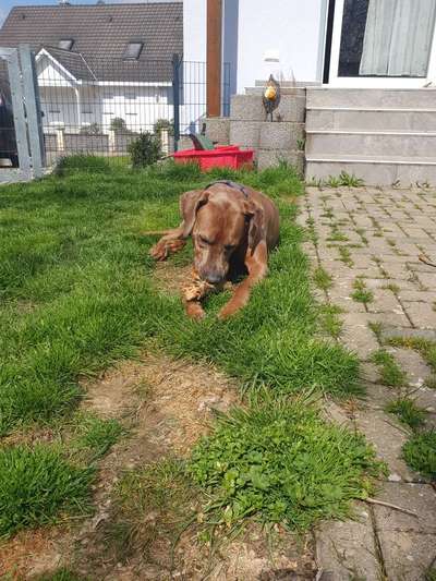 Rhodesian Ridgeback-Beitrag-Bild