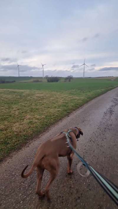 Rhodesian Ridgeback-Beitrag-Bild