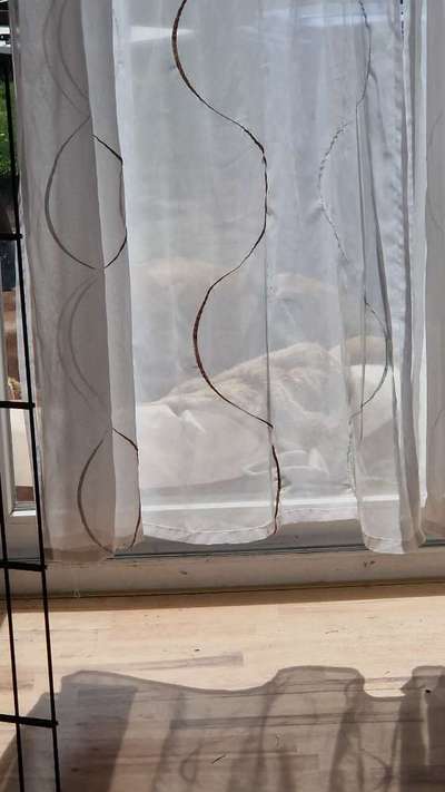 Rhodesian Ridgeback-Beitrag-Bild