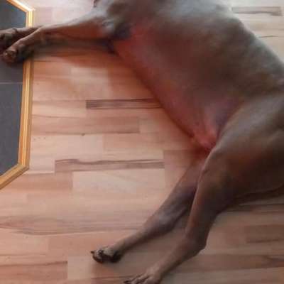 Rhodesian Ridgeback-Beitrag-Bild