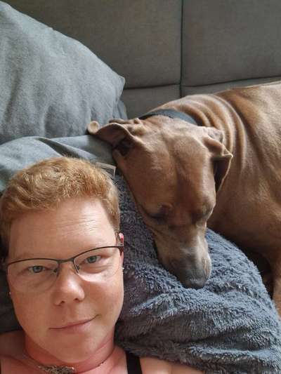 Rhodesian Ridgeback-Beitrag-Bild