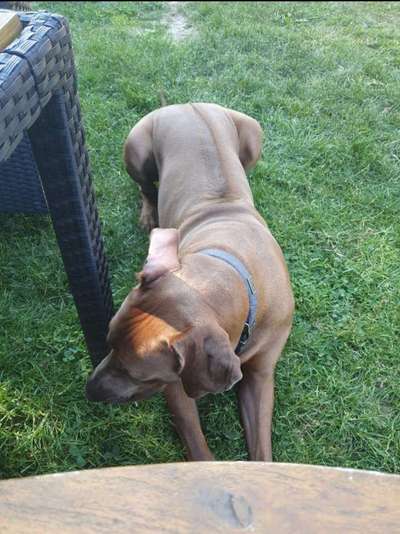 Rhodesian Ridgeback-Beitrag-Bild
