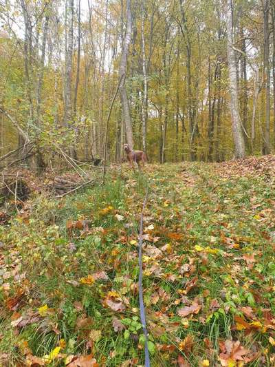 Rhodesian Ridgeback-Beitrag-Bild