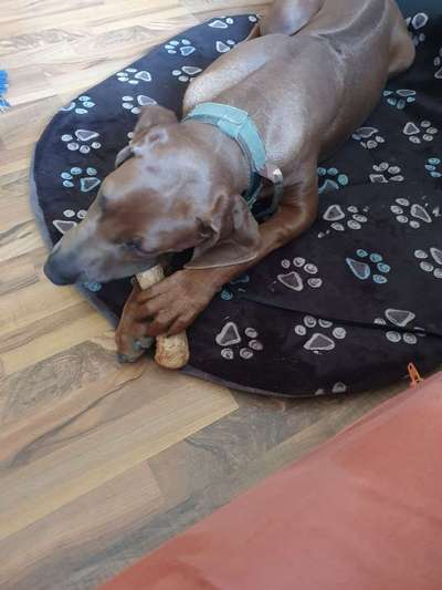 Rhodesian Ridgeback-Beitrag-Bild