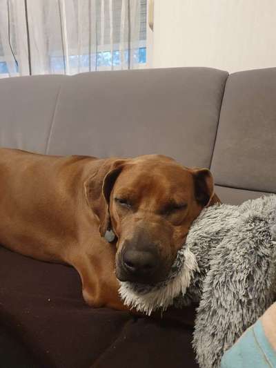 Rhodesian Ridgeback-Beitrag-Bild