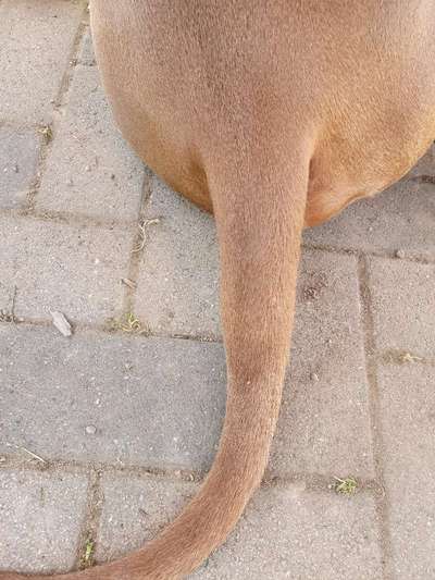 Rhodesian Ridgeback-Beitrag-Bild