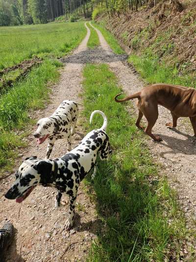 Rhodesian Ridgeback-Beitrag-Bild