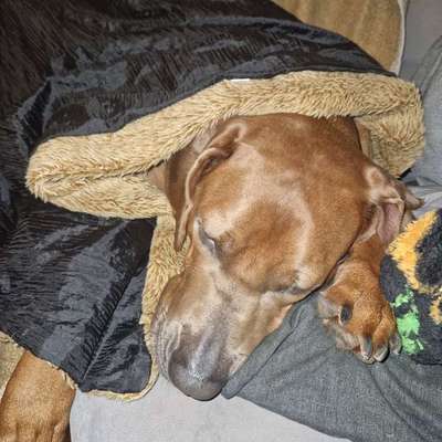 Rhodesian Ridgeback-Beitrag-Bild