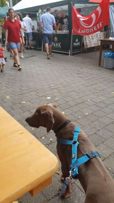 Rhodesian Ridgeback-Beitrag-Bild