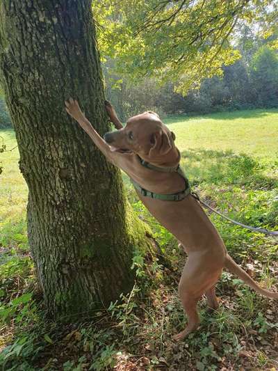 Rhodesian Ridgeback-Beitrag-Bild