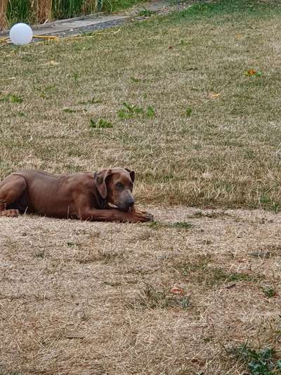 Rhodesian Ridgeback-Beitrag-Bild