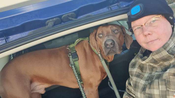 Rhodesian Ridgeback-Beitrag-Bild