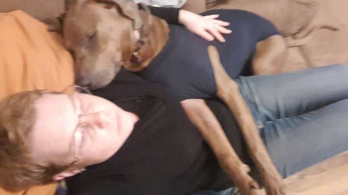 Rhodesian Ridgeback-Beitrag-Bild