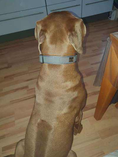 Rhodesian Ridgeback-Beitrag-Bild