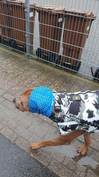 Rhodesian Ridgeback-Beitrag-Bild