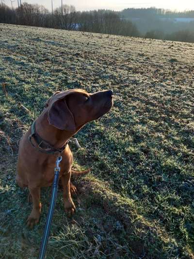 Rhodesian Ridgeback-Beitrag-Bild