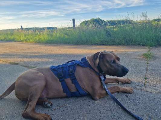 Rhodesian Ridgeback-Beitrag-Bild