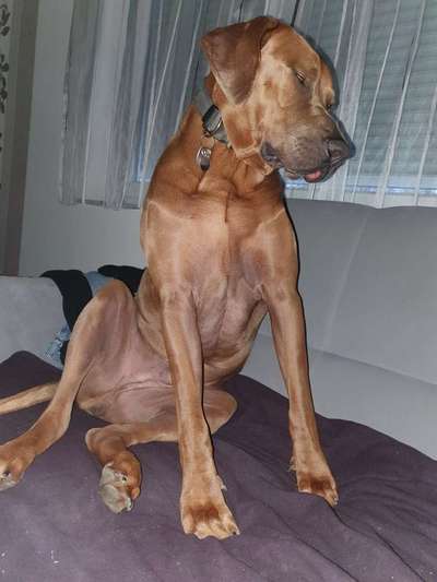 Rhodesian Ridgeback-Beitrag-Bild