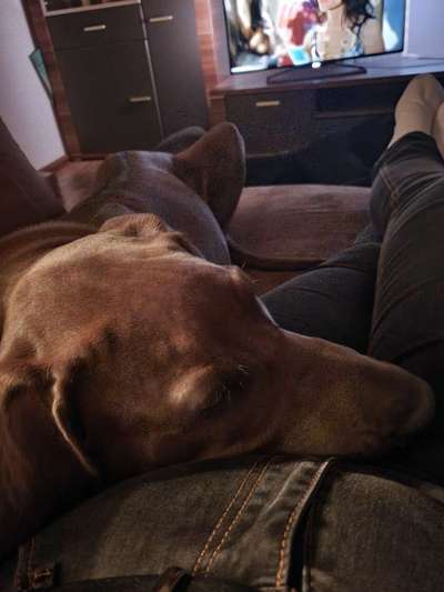 Rhodesian Ridgeback-Beitrag-Bild
