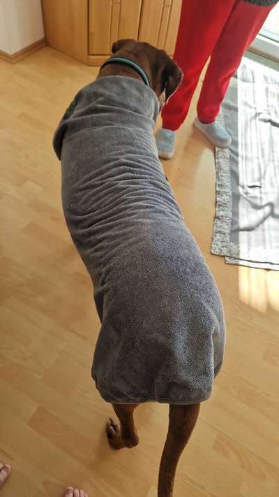 Rhodesian Ridgeback-Beitrag-Bild