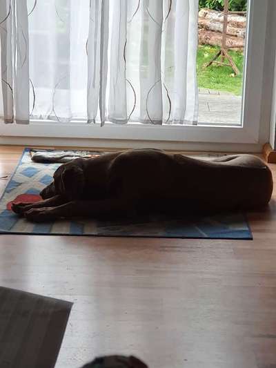 Rhodesian Ridgeback-Beitrag-Bild