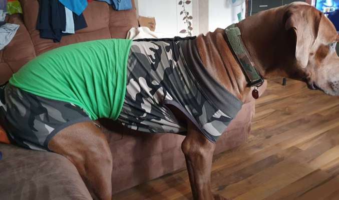 Rhodesian Ridgeback-Beitrag-Bild