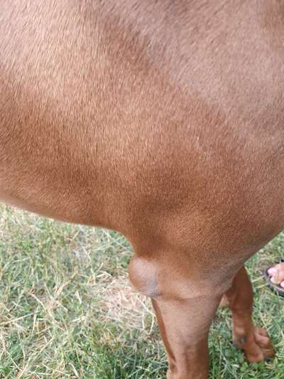 Rhodesian Ridgeback-Beitrag-Bild