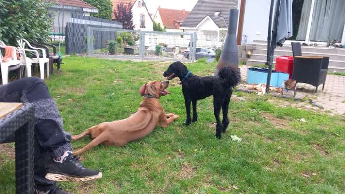 Rhodesian Ridgeback-Beitrag-Bild