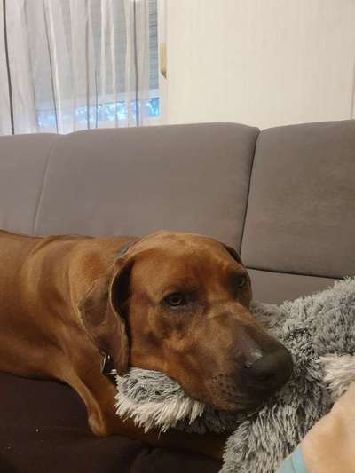 Rhodesian Ridgeback-Beitrag-Bild