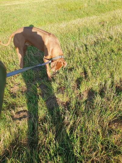 Rhodesian Ridgeback-Beitrag-Bild