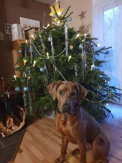 Rhodesian Ridgeback-Beitrag-Bild