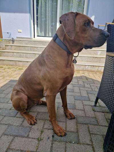 Rhodesian Ridgeback-Beitrag-Bild