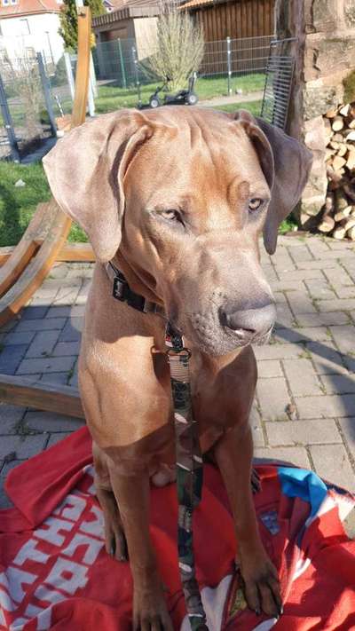Rhodesian Ridgeback-Beitrag-Bild