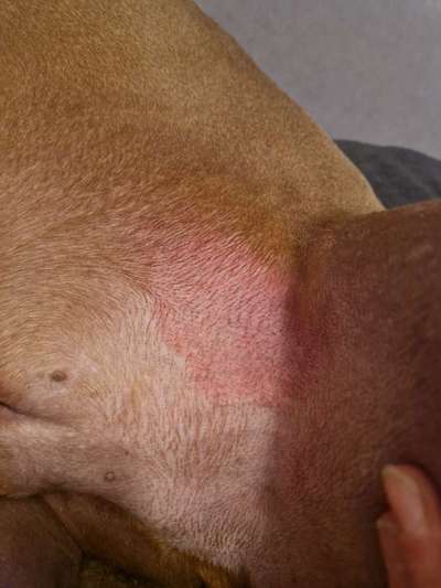 Rhodesian Ridgeback-Beitrag-Bild