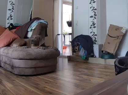 Rhodesian Ridgeback-Beitrag-Bild