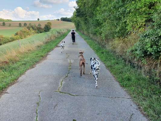 Rhodesian Ridgeback-Beitrag-Bild