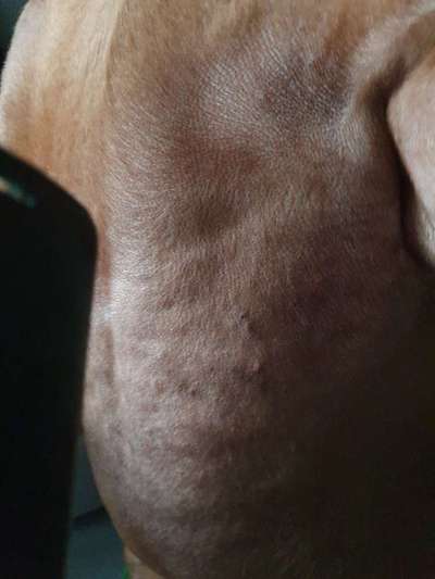 Rhodesian Ridgeback-Beitrag-Bild