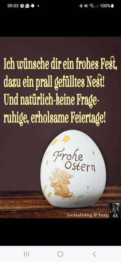 Rhodesian Ridgeback-Beitrag-Bild