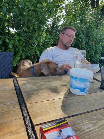 Rhodesian Ridgeback-Beitrag-Bild